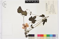 登錄號:S156744藏品圖，第1張