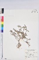 登錄號:S156804藏品圖，第1張