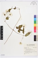 登錄號:S156826藏品圖，第1張