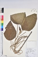 臺灣鐵莧藏品圖，第1張