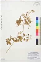 繡球藤藏品圖，第1張