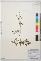 密葉唐松草藏品圖，第1張