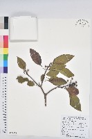 白臼藏品圖，第1張