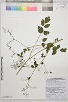 微毛爪哇唐松草藏品圖，第1張