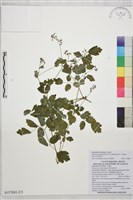 微毛爪哇唐松草藏品圖，第2張