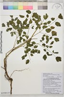 微毛爪哇唐松草藏品圖，第3張