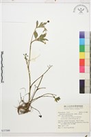 水辣菜、禺毛茛藏品圖，第1張