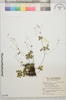 傅氏唐松草藏品圖，第1張