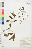 麥氏鐵線蓮藏品圖，第1張