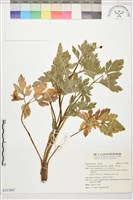 水辣菜、禺毛茛藏品圖，第1張