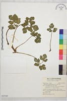 辣子草、揚子毛茛藏品圖，第1張