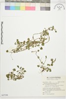 掌葉毛茛藏品圖，第4張