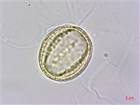 掌葉毛茛藏品圖，第1張