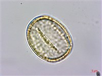 掌葉毛茛藏品圖，第2張