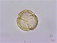 掌葉毛茛藏品圖，第3張