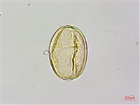 烏皮九芎、奮起湖野茉莉藏品圖，第2張