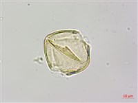 烏皮九芎、奮起湖野茉莉藏品圖，第3張