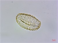 玉山筷子芥藏品圖，第1張