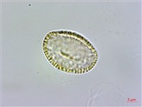 玉山筷子芥藏品圖，第2張