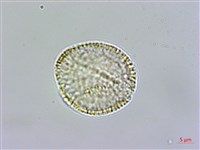 玉山筷子芥藏品圖，第3張