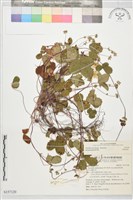 登錄號:S157120藏品圖，第1張