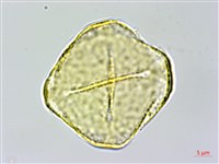 彎果黃菫藏品圖，第1張