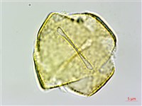 彎果黃菫藏品圖，第2張