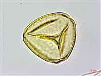 彎果黃菫藏品圖，第3張