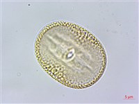 早田氏爵床藏品圖，第1張