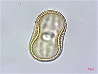 早田氏爵床藏品圖，第2張