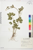 水辣菜、禺毛茛藏品圖，第4張