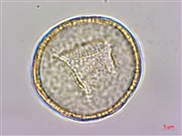 水辣菜、禺毛茛藏品圖，第1張