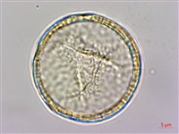 水辣菜、禺毛茛藏品圖，第2張