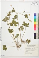 水辣菜、禺毛茛藏品圖，第1張