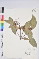 粗糠柴藏品圖，第1張