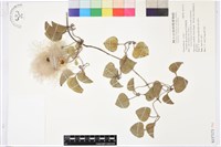 屏東鐵線蓮藏品圖，第1張