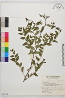 登錄號:S157196藏品圖，第1張
