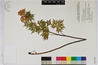 臺灣烏頭藏品圖，第1張