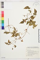 小木通藏品圖，第1張