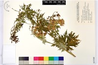 臺灣烏頭藏品圖，第1張