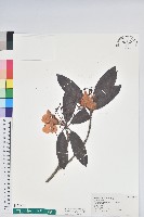 森氏杜鵑、森氏滿江紅藏品圖，第1張