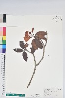 森氏杜鵑、森氏滿江紅藏品圖，第1張