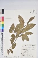 南燭藏品圖，第1張