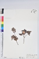 大武杜鵑藏品圖，第1張