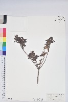 大武杜鵑藏品圖，第1張