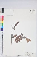 凹葉越橘藏品圖，第1張