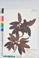 森氏杜鵑、森氏滿江紅藏品圖，第1張