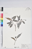 珍珠花、長尾葉越橘藏品圖，第1張