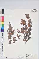 凹葉越橘藏品圖，第1張