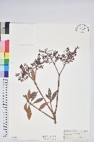 臺灣馬醉木藏品圖，第1張